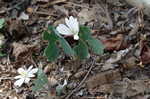 Bloodroot